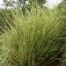 Trave: Miscanthus sinensis Gold Bar Zebra - patuljasta ukrasna trava , slika1